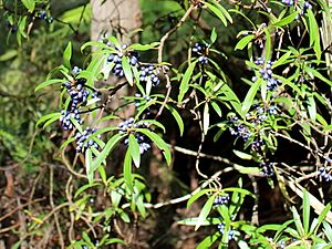 Tasmannia plant in fruit Werrikimbe.jpg