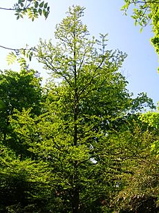 The Dawn Redwood in leaf