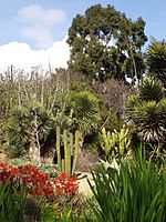 University of California, Irvine, Arboretum.JPG