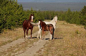 WildHorses Martin Lake