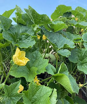 Winter Melon Plant (Cambodia)