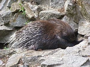 Wroclaw zoo 04 jezozwierz indyjski