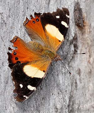 Yellow Admiral - Vanessa itea