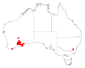 Acacia dempsteriDistMap273.png