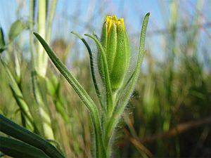 Achyrachaena mollis 000.jpg