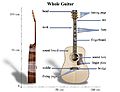 Acoustic Guitar Anatomy