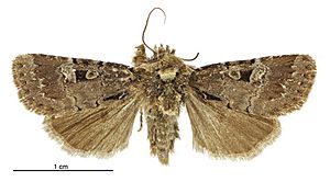 Andesia s.l. pessota male.jpg