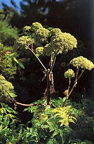 Angelica archangelica (1118596627)