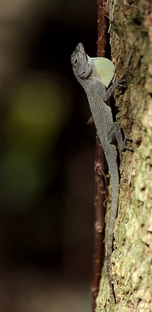 Anolis distichus dewlap