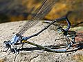 Argia moesta-mating wheel