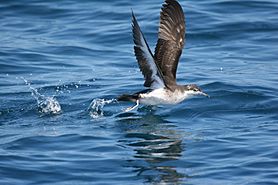 Audobon's Shearwater