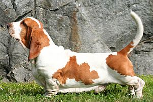 BassetHound profil.jpg