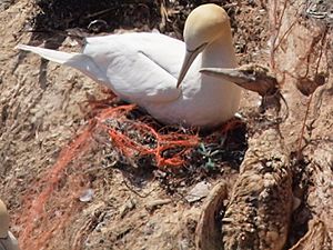 Basstoelpel-Helgoland (cropped)