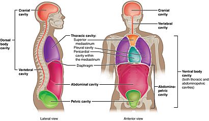 Body cavities