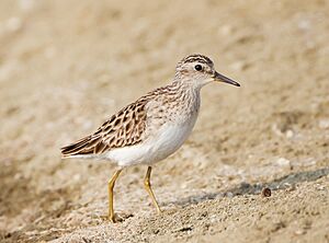 Calidris subminuta - Pak Thale.jpg