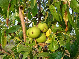 California Blackwalnut.jpg