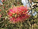 Callistemon 'Lilacinus'.jpg