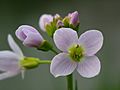 Cardamine pratensis