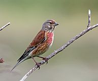 Carduelis cannabina -England -male-8.jpg