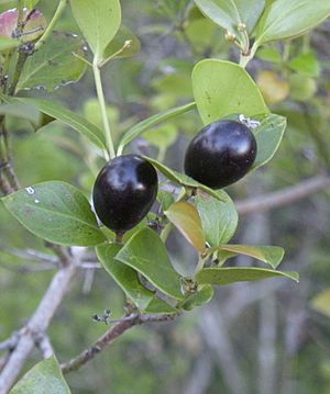 Carissa ovata fruit