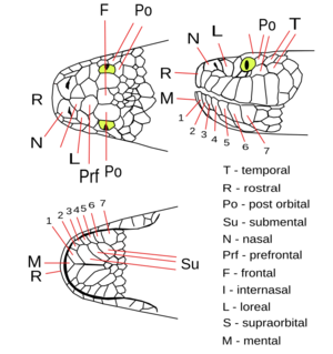 CerebrusRynchopsScales