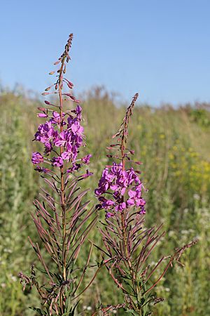 Chamerion angustifolium 2012 G1