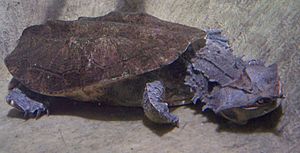 Chelus fimbriatus 2005.jpg