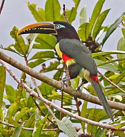 Chestnut-eared Aracari JCB