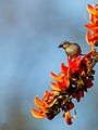 Chestnut Shouldered Petronia