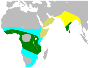 ClamatorJacobinusMap.svg