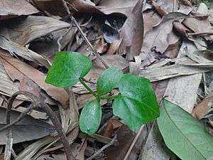 Coccinia grandis sapling