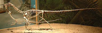 Coelophysis