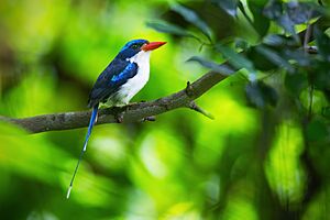 Common Paradise-Kingfisher 0A2A1308.jpg