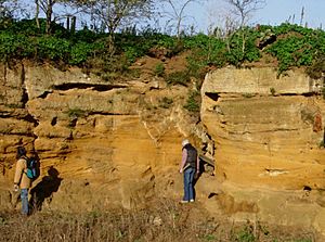 Coralline Crag Suffolk.jpg