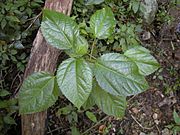 Dendrocnide photinophylla seedling