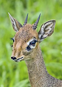 Dik-dik Dennis