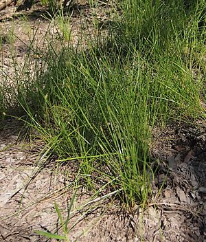 Eleocharis ochrostachys.jpg