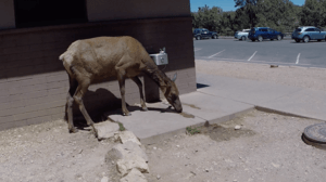 Elk at Grand Canyon