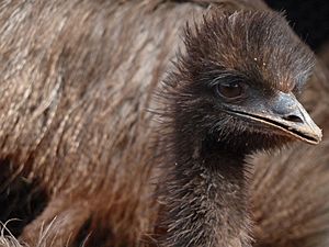 Emu at Angas Downs