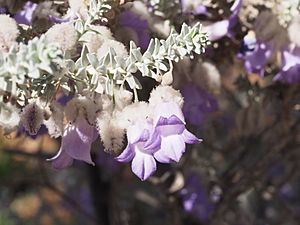 Eremophila lachnocalyx (leaves and flowers).jpg