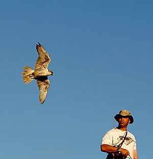 Falconry-CRW 2879 copy