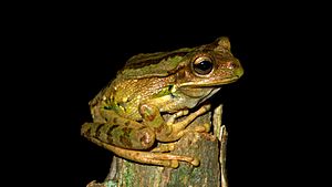 Gastrotheca monticola - Macho.jpg