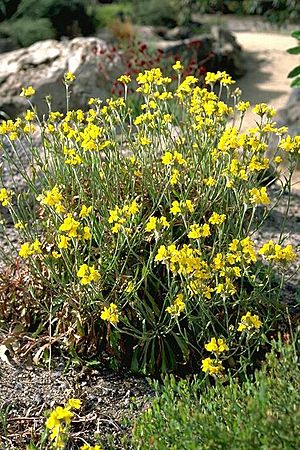 Goodenia glomerata habit