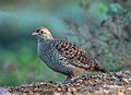 Grey Francolin (34298520695).jpg