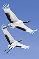 Grus japonensis in flight at Akan International Crane Center