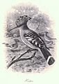 Hoopoe (Upupa epops)