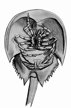 Horseshoe crab underside