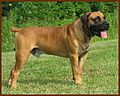 HuntHillBoerboelsGunston1