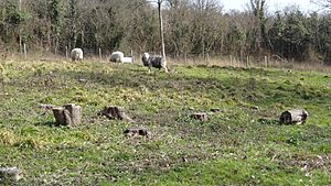 Hutchinson's Bank sheep