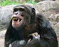 Knoxville zoo - chimpanzee teeth